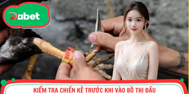 Đá gà cựa dao cần kiểm tra hình thể trước trận