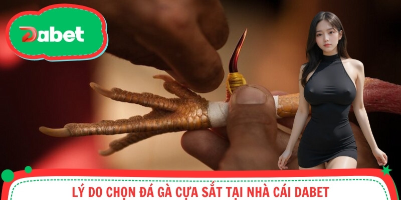 Lý do chọn đá gà cựa sắt tại nhà cái DABET