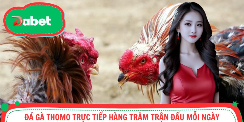 Trường gà Thomo phát sóng nhiều trận chiến mỗi ngày